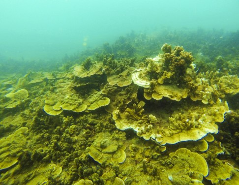 Coral at Bluff Island, south of Sai Kung.
