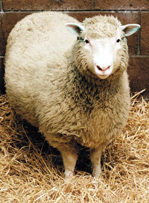 Dolly the cloned sheep had aged prematurely. Photo: Reuters