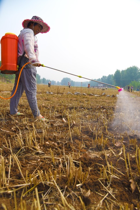 Chinese scientists said that banning the pesticide could have an equally harmful impact by allowing other pests to thrive. Photo: Xinhua