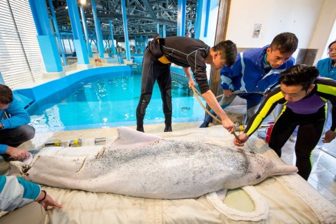 A wild male dolphin named Hope, who was found critically injured in waters off Tai O in February, is given medical treatment at Ocean Park. Hope was later euthanised after his condition worsened. Photo: Ocean Park