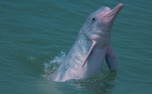 Some 250 dophins captured in the wild have been imported into 25 marine theme parks across China since 2010, according to a report. Photo: Hong Kong Chinese White Dolphin Society