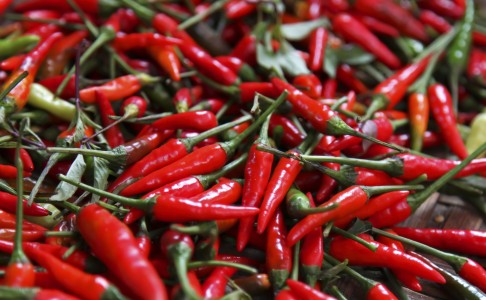 Chilli peppers are rich in capsaicin, a bioactive compound that has anti-obesity, antioxidant, anti-inflammation and anticancer properties