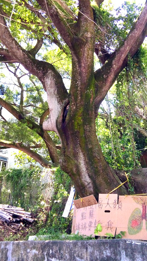 The tree on Peng Chau. Photo: SCMP Pictures