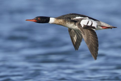 The red-breasted merganser (above) and the common eider (below), the answer to the question that started the whole business. 