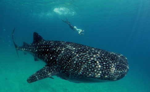 A free-diver gets close to a whale shark in Oslob, Philippines.