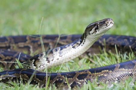 A file picture of a Burmese Python (Python bivittatus) found in Sai Kung. Photo: SCMP Pictures