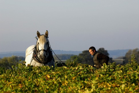 Biodynamic winemaker Alexandre Bain uses a horse-drawn plough. Bain lost the right to use the appellation AOC Pouilly-Fumé on his label.