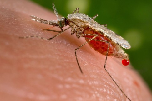 World Health Organisation statistics show that malaria deaths fell from about two million per year in the early 2000s to an estimated 584,000 in 2013. Photo: US Centres for Disease Control and Prevention.