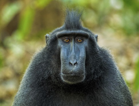 A black macaque in Sulawesi