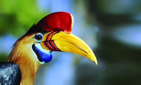 A red-knobbed hornbill in Sulawesi, Indonesia. Photos: Martin Williams, Corbis. CLICK TO LAUNCH BIG PHOTO GALLERY