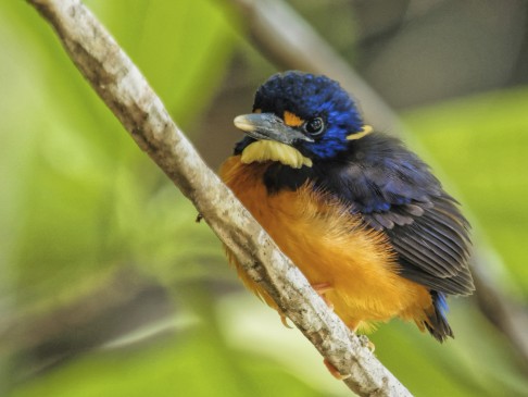A variable dwarf kingfisher on Bacan.