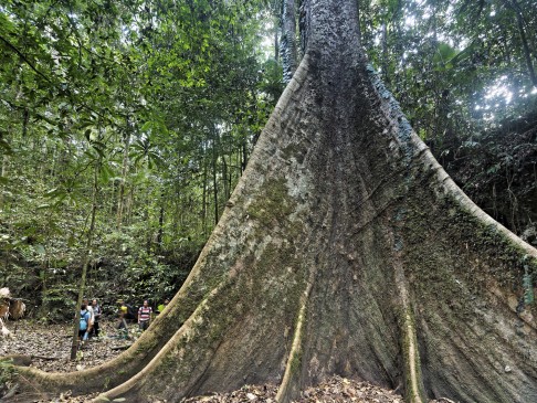 A tree with huge roots on Halmahera.