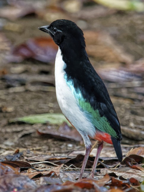 An ivory-breasted pitta.