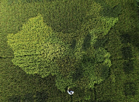 An aerial view shows rice plants in the shape of the map of China in a paddy field in Zhonghong village, on the outskirts of Shanghai. Photo: Reuters