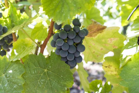 Grapes on the vine in the Douro Valley.