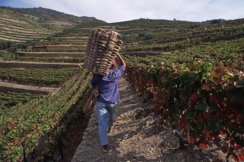 Grapes are harvested at the Dow Port Winery in the Douro Valley.