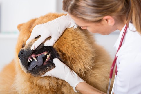 Most pets will need to have their teeth cleaned professionally. Photos: Thinkstock