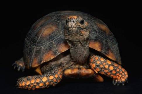 A red foot tortoise named Moses stunned researchers with his navigation strategies.