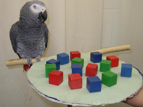 Alex, the African grey parrot, participates in a numerical cognition experiment.