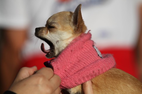 Dogs are the only animal known to "catch" a yawn from a human.
