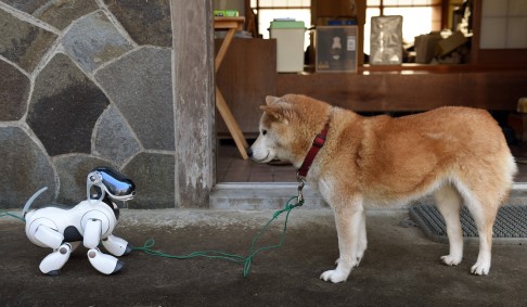 Kuma, the shiba inu (right), and a Sony Aibo attend a funeral for 19 of the pet robots at the Kofuku-ji temple in Japan, last January.