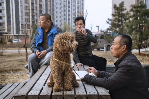 Former farmers, who now see animals as pets, take in their new environment in Beijing.