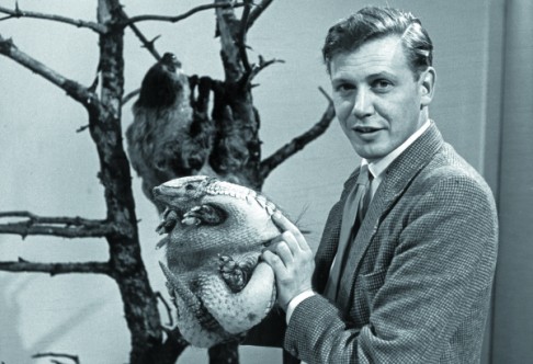 Attenborough filming with an armadillo, in 1963.