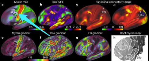 Photo: Nature Neuroscience<br />
