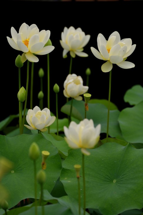 Nelumbo nucifera cv. “Haojiang Bi bo” is a new cultivated species of lotus developed by the Lotus Research Centre of China in 2009 to celebrate the 10th anniversary of the establishment of Macau SAR.<img src="http://www.scmp.com/sites/default/files/styles/486w/public/2017/06/01/4.jpg?itok=LVBQTzxp" width="486" height="728" alt="" title="Nelumbo nucifera cv. “Haojiang Bi bo” is a new cultivated species of lotus developed by the Lotus Research Centre of China in 2009 to celebrate the 10th anniversary of the establishment of Macau SAR." class="image-486w caption" />