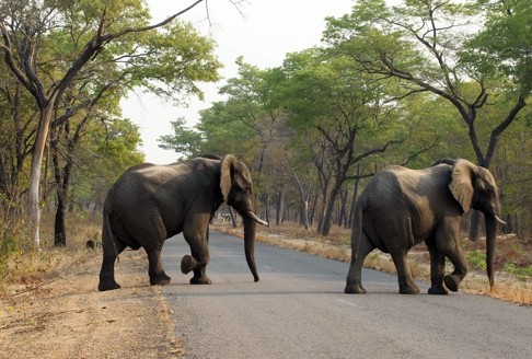 Elephants cross the road in Hwange National Park in Zimbabwe, where many elephants have been found dead. Photo: AP