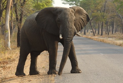 An elephant in Hwange National Park, where poachers have been using cyanide. Photo: AP