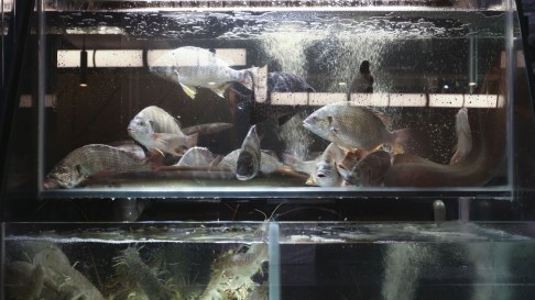 Fish Tanks in the interior of a restaurant in Hong Kong where waiters don’t often get the service charge slapped on the bills of customers. Photo: Jonathan Wong