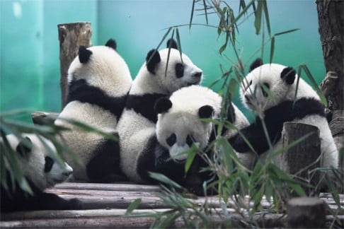 Pandas at the Chengdu Research Base of Giant Panda Breeding. Chengdu is known as “the world’s city of food” and has many famous tourist destinations. In July, Business Travel Magazine named it the most business-friendly and livable city ahead of Portland, Montreal, Amsterdam and other famous cities. Photo: Xinhua