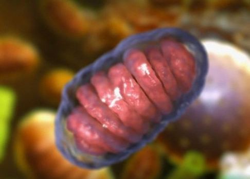 Scientists have already come up with ways to predict the lifespan of worms by looking at ‘flashes’ of activity in mitochondria, a development they hope will later be applied to accurately forecast human lifespans. Photo: Corbis