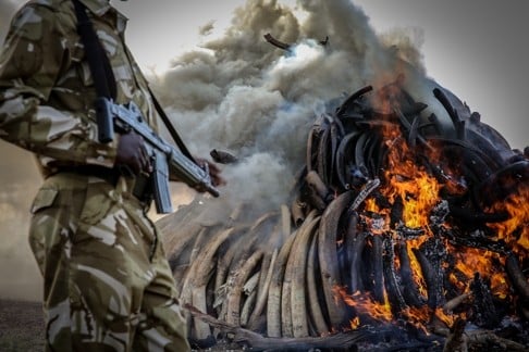 A Kenyan ranger stands guard while ontraband ivory is burned in Nairobi. Photo: Xinhua