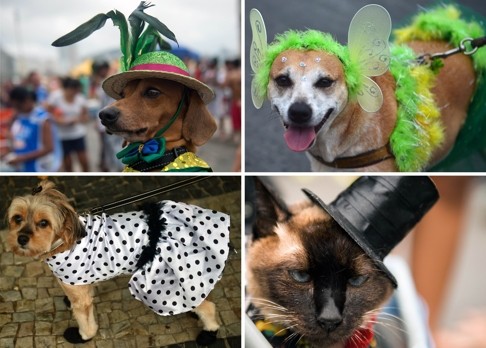 Dogs and a cat take part in an animal fancy dress parade as part of carnival in Rio de Janeiro. Photo: AFP