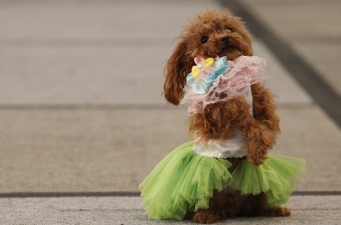 Hongkongers like dressing up their pets too, as this entrant in a Hong Kong Pet Show 2014 contest shows.