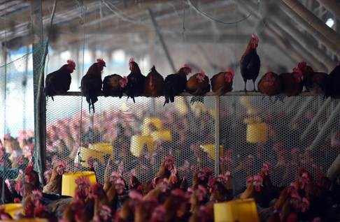 Chickens in an enclosure at a poultry farm in Hefei, in Anhui province. Antimicrobial resistance can be fought, in part by regulating the use of medicines, especially reducing antibiotic use in food production. Photo: AFP