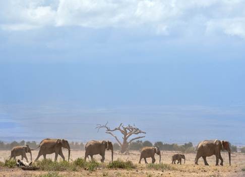 Elephants troop to a watering hole at the Amboseli national reserve at the foot of Mount Kilimanjaro. Fast-paced development could lead to an irrevocable loss of biodiversity. Photo: AFP