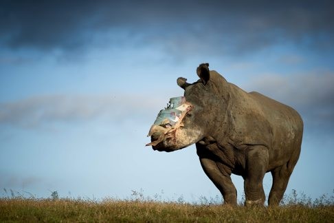 A four-year old female rhino that survived a horrific poaching attack recovers at the Shamwari Game Reserve in South Africa. An accumulation of threats is creating the conditions for species declines and habitat loss on the continent. Photo: EPA