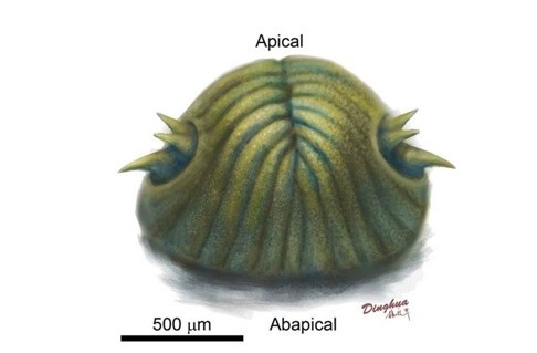 An artist’s illustration of the eolarva, the earliest animal larva found inside a limestone in China’s Shaanxi province. It is believed to have lived in the ocean some 535 million years ago. The ancient creature lacked both mouth and anus. Photo: Peking University and Chinese Academy of Sciences