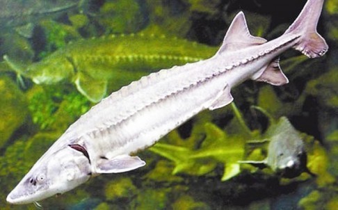 Although there was no mention in the latest study that any of the fish species are under threat, scientists reported last year that Chinese sturgeon may be on the brink of extinction as no eggs were turning up at key spawning grounds downstream from the Gezhou Dam on the Yangtze River. Photo: SCMP Pictures