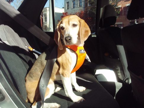 Author Melanie Kaplan's beagle rides in comfort and safety in a Sleepypod Clickit Sport harness and safety belt - upgraded from his risky plastic crate.