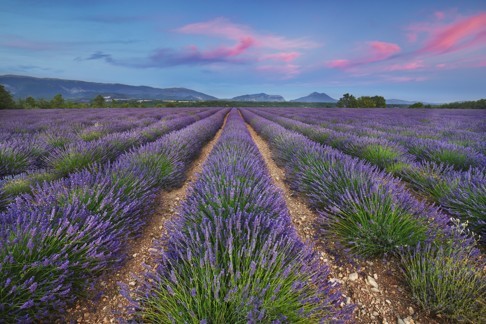 Lavender fields and rolling hills in Provence, where Garrigues grew up. Photo: Corbis
