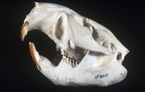 A male beaver skull (Castor canadensis)