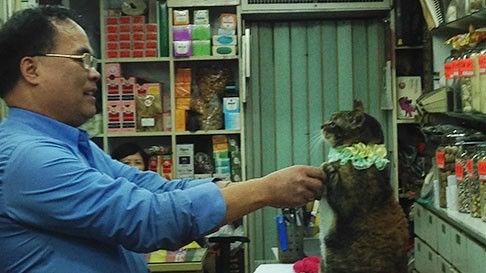 Wan Chai cat performs at the store. Photo: Rachel Blundy