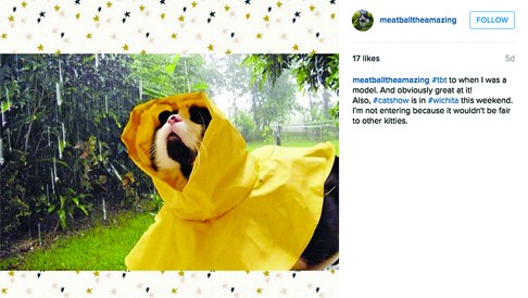 A fun post by Meatball the cat, owned by Brittany English. Photo: Instagram #meatballtheamazing