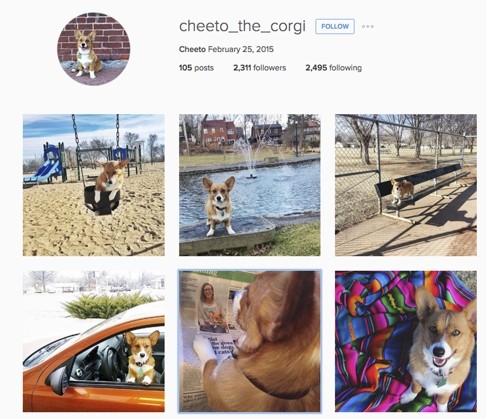 Instagram account for Cheeto the corgi.