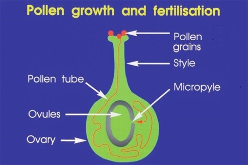 After it lands on the female flower, the pollen extends a tube inside the pistil (sexual organ) to reach the ovule, which contains the female ‘eggs’. The ‘sperm’ is then injected through the tube to facilitate fertilisation. Credit: Handout