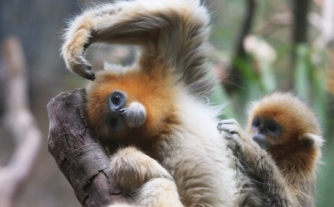 Hu Hu (right), a golden snub-nosed monkey, died after a general anaesthesia procedure earlier this month. Photo: Sam Tsang